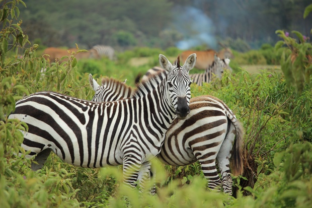 Wild game roam freely between our self cater safari  lodges,overnight stays , breakaways 
